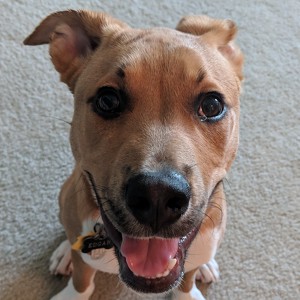 Team Page: The Ginger-Ed Man